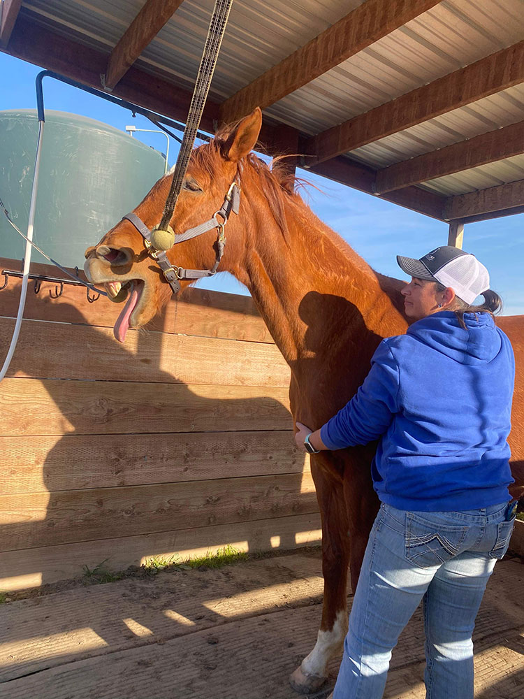 Chestnut horse reacting during equine massage session (5 of 6)