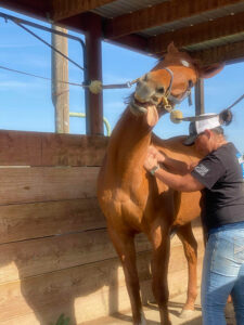 Chestnut horse reacting during equine massage session (1 of 6)