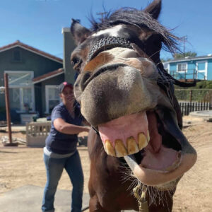 Horse releasing and yawning during equine massage therapy session