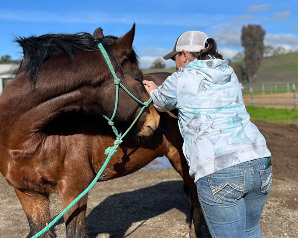 Massaging a horse's back