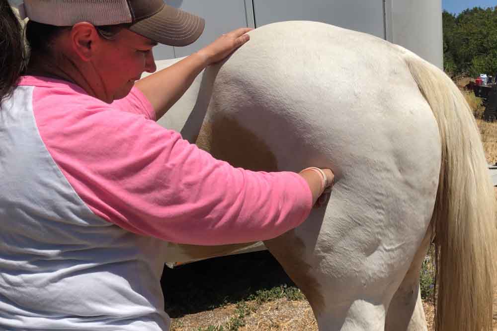Massage on the horse's hip area