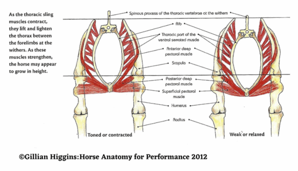 Equine Thoracic Sling