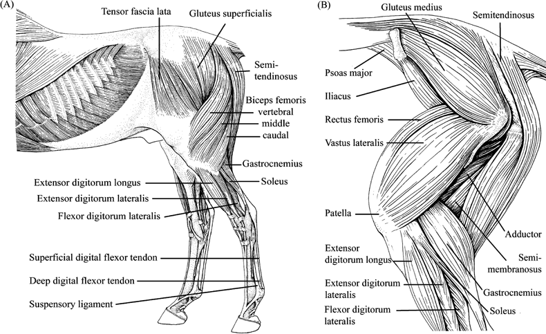 hind end muscles